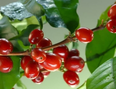 Cùng Đông Nam tìm hiểu các kiến thức cơ bản về cà phê